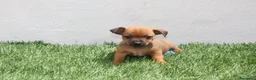 Raza Mixta perros en venta: Minijack  - Anuncio 3