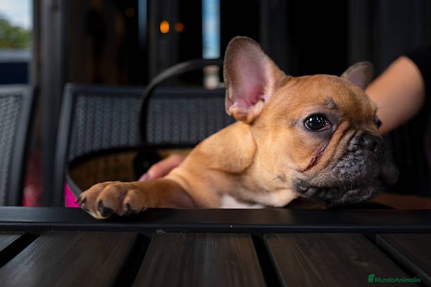 Bulldog Francés perros BULLDOG FRANCES PUPPY.  - Anuncio 2