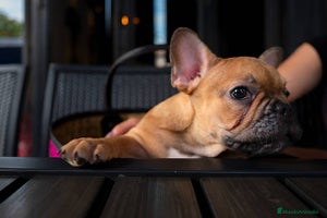 Bulldog Francés perros - Anuncio 8