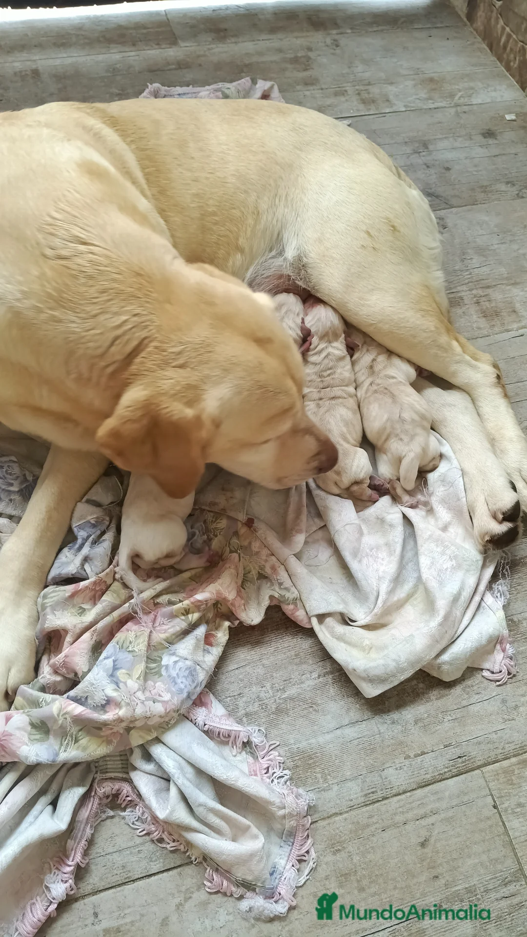 Labrador Retriever perros en venta: Labrador retriever dorado  - Anuncio 2