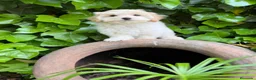 Maltipoo perros en venta: Maltipoo una maravillosa raza !!! - Anuncio 6