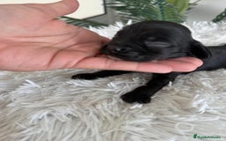 Cocker Spaniel Inglés perros en venta: COCKER MACHO - Imagen 1