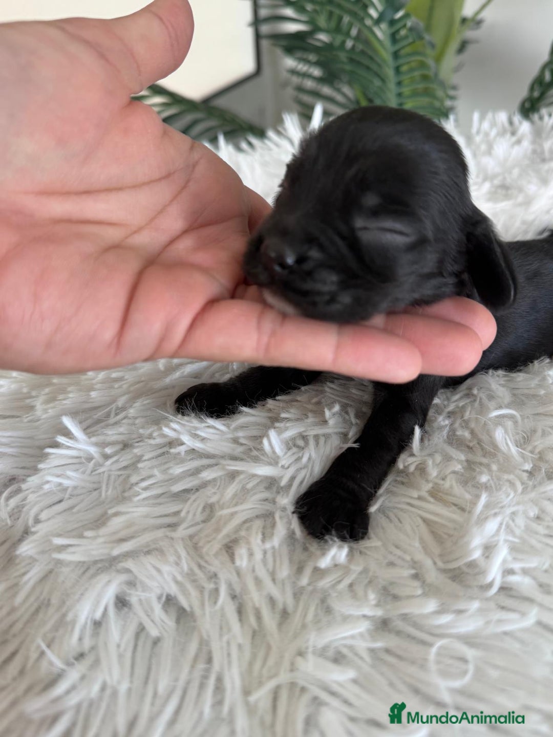 Cocker Spaniel Inglés perros en venta: COCKER MACHO - Imagen 1