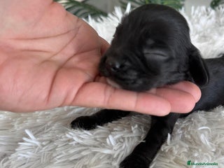 Cocker Spaniel Inglés perros - Anuncio 1