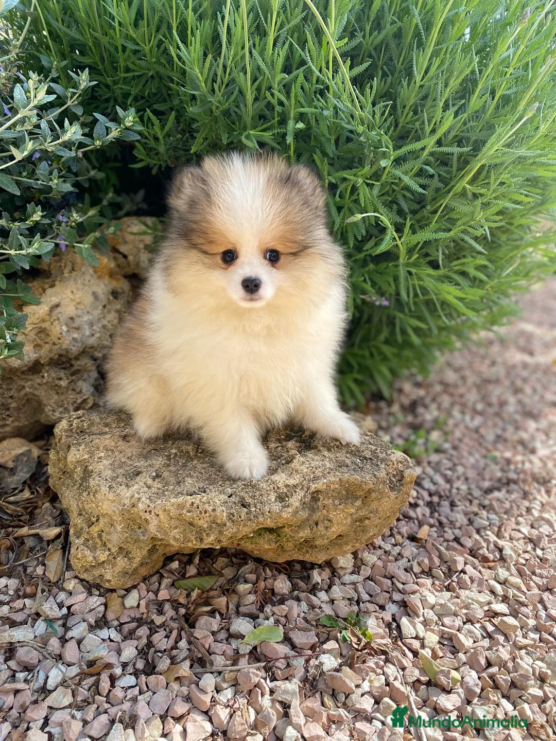 Pomerania perros en venta: Cachorros raza Pomerania machos  en Granada - Anuncio 3