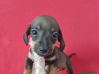 Teckel Miniatura perros Teckel Miniatura Sable - Anuncio 3