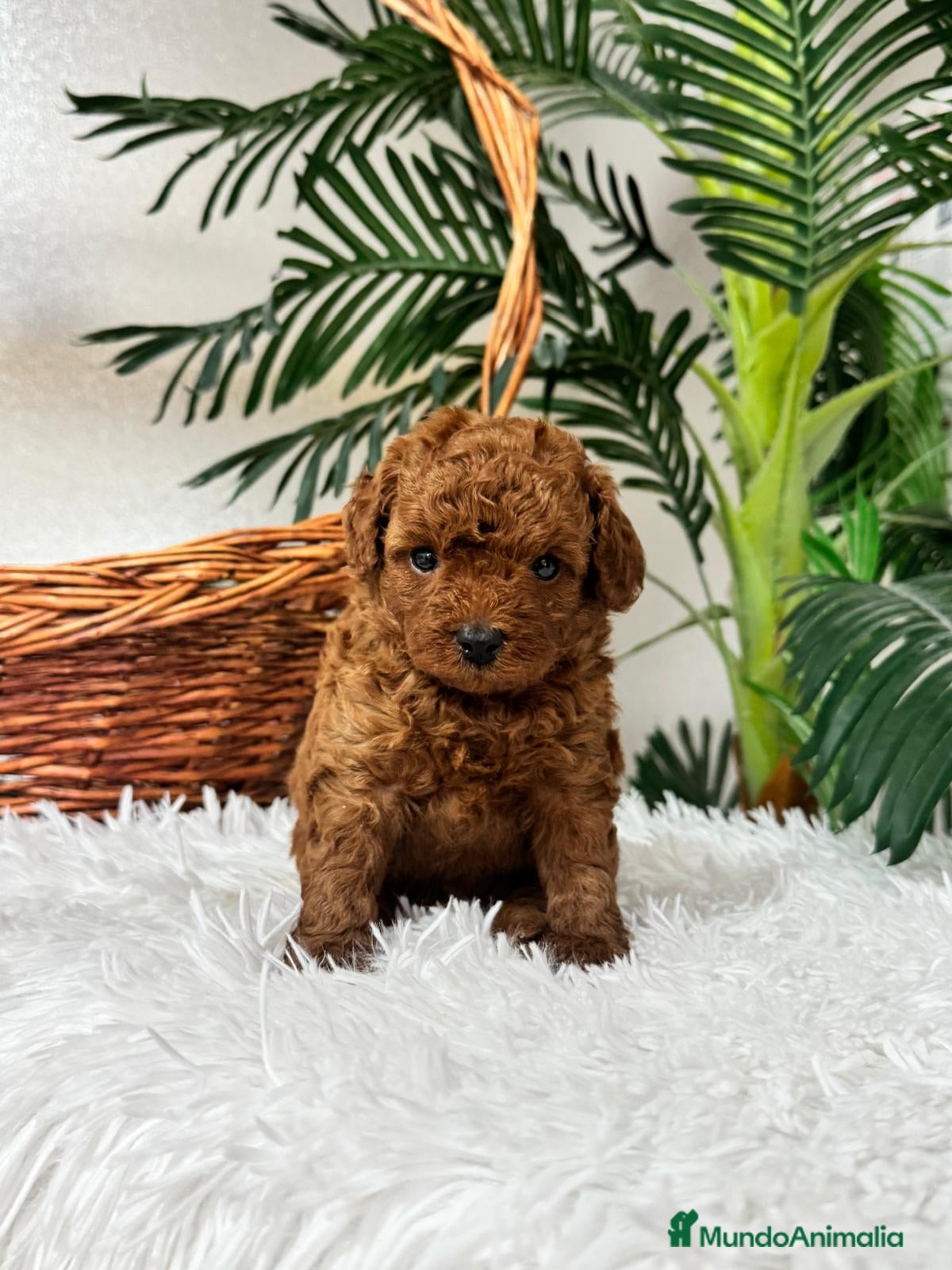 Caniche Toy perros en venta: CANICHE ROJO - Anuncio 10