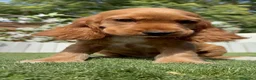 Cocker Spaniel Inglés perros en venta: PRECIOSA COCKER HEMBRA COLOR CANELA - Anuncio 6