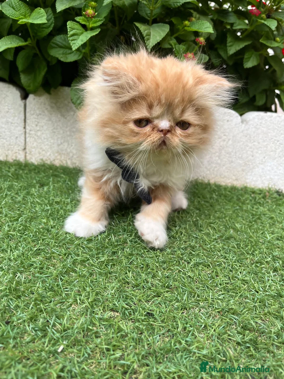 Británico de Pelo Largo gatos en venta: Hembra British Bicolor - Anuncio 5