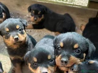 Rottweiler perros Camada de rotweiller disponible - Anuncio 2