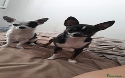 Chihuahua perros en venta: Chihuahua macho enano  - Imagen 9