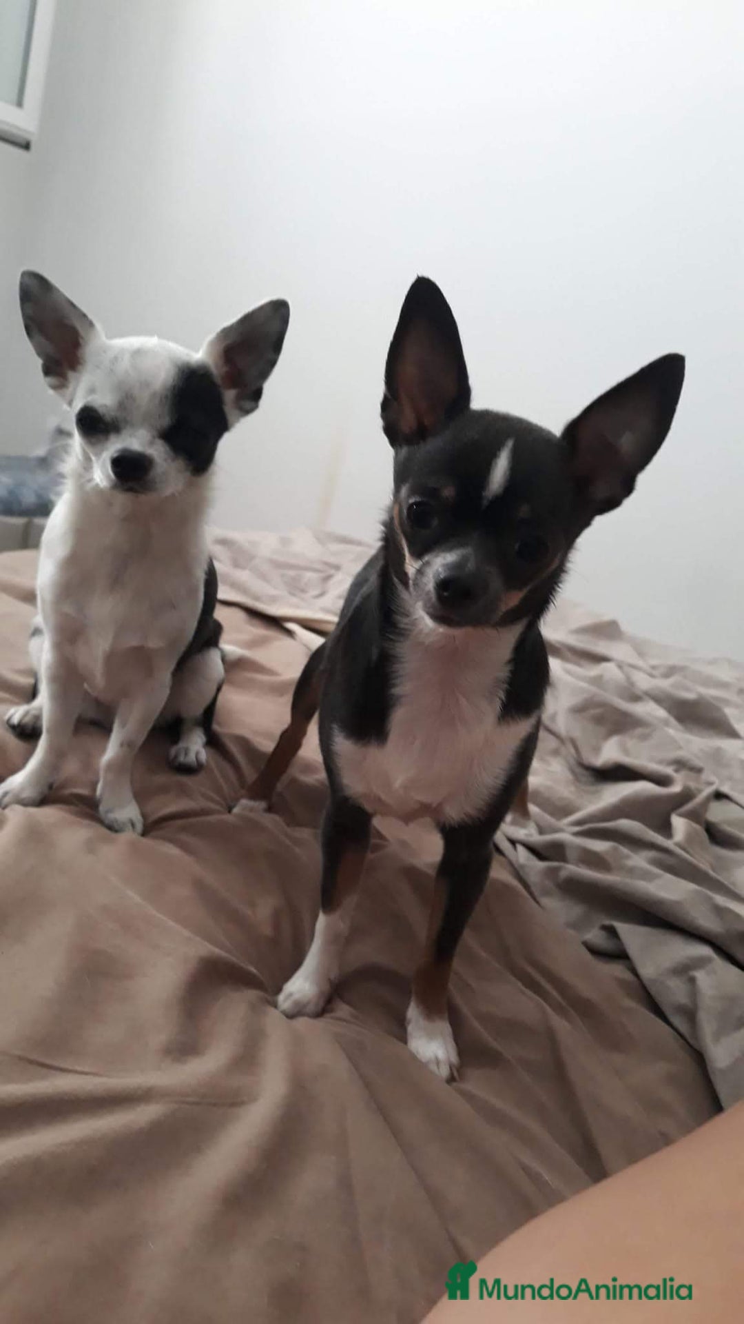 Chihuahua perros en venta: Chihuahua macho enano  - Imagen 9