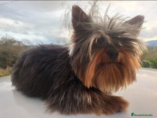 Yorkshire Terrier perros YORKSHIRE TERRIER - Anuncio 13