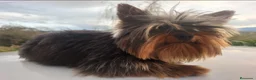 Yorkshire Terrier perros en venta: YORKSHIRE TERRIER  - Anuncio 1