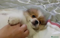 Pomerania perros en venta: Lulu pomerania toy - Imagen 5