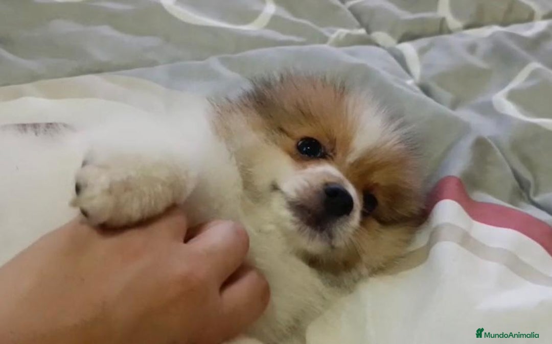 Pomerania perros en venta: Lulu pomerania toy - Imagen 5