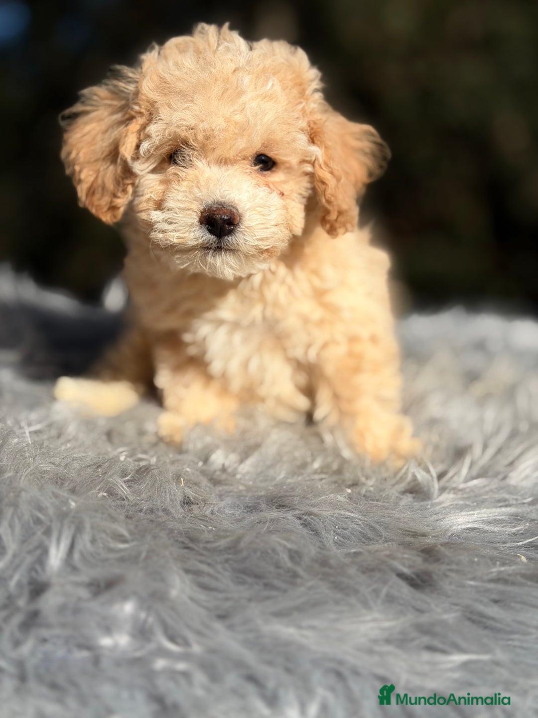 Caniche Toy perros en venta: Caniche Toy Apricot  - Anuncio 3