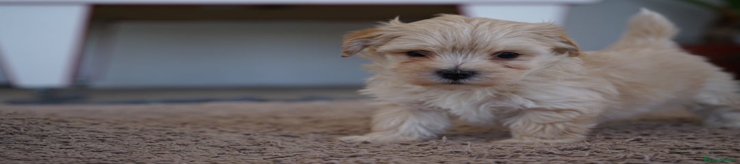 PACO