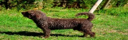 Perro de Agua Español perros en venta: Camada de perro de agua  - Anuncio 14