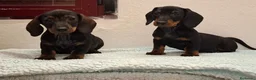 Teckel perros en venta: TECKELS EXCLUSIVOS - Anuncio 8