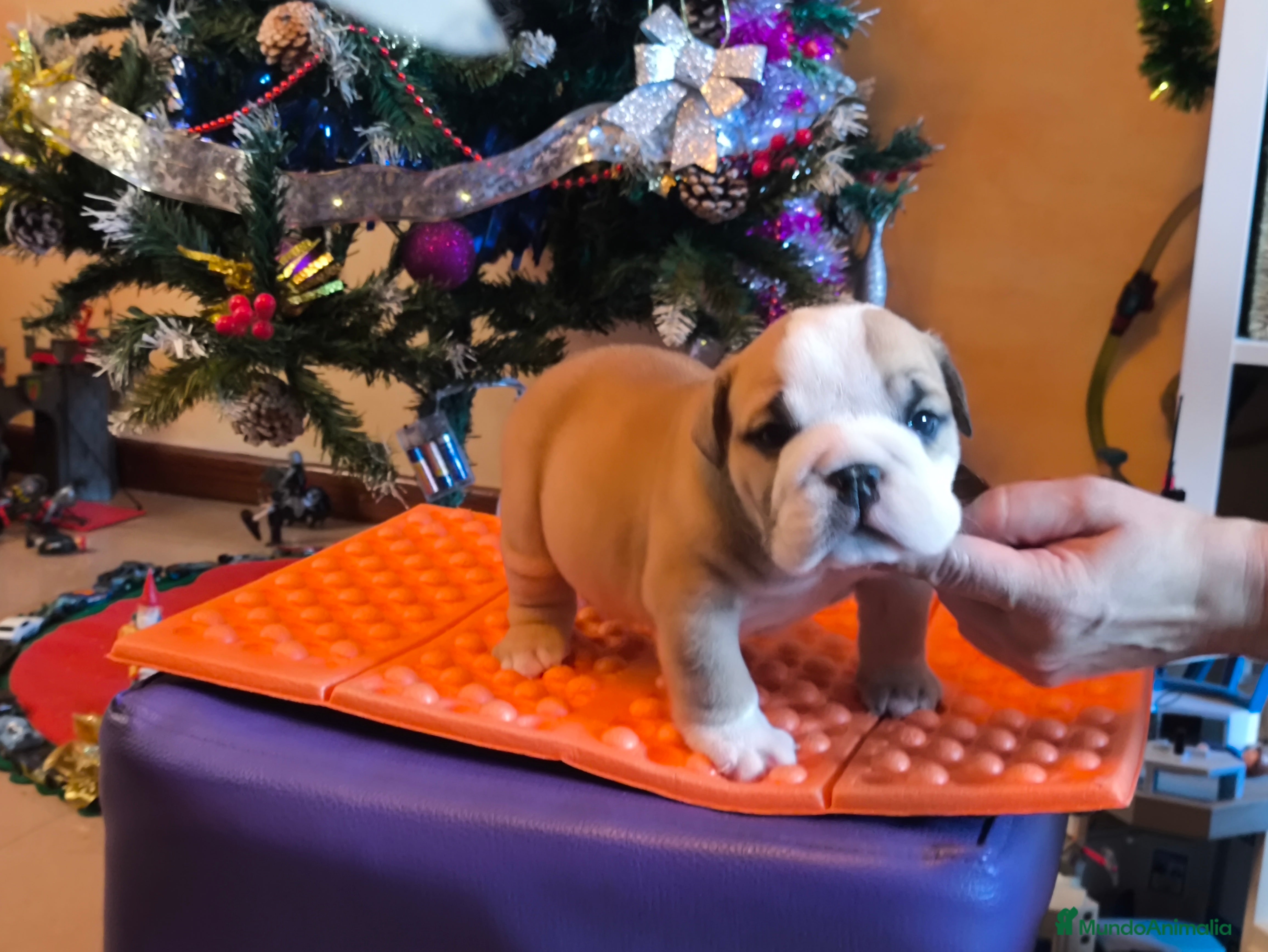 Bulldog Inglés perros Bulldog ingles de calidad MACHO  - Anuncio 1