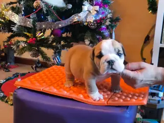 Bulldog Inglés perros Bulldog ingles de calidad MACHO - Anuncio 4