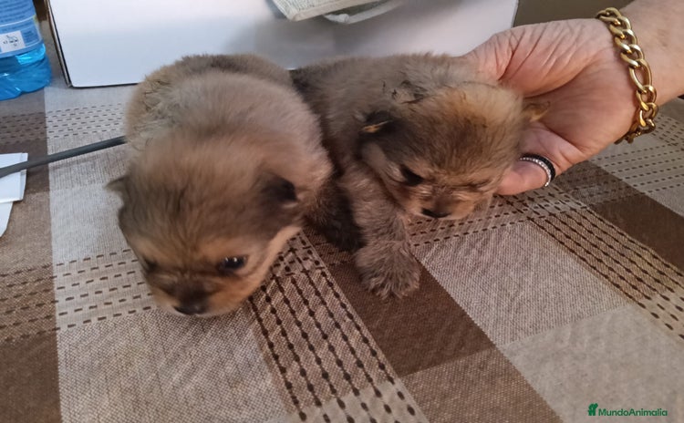 Pomerania perros - Anuncio 1