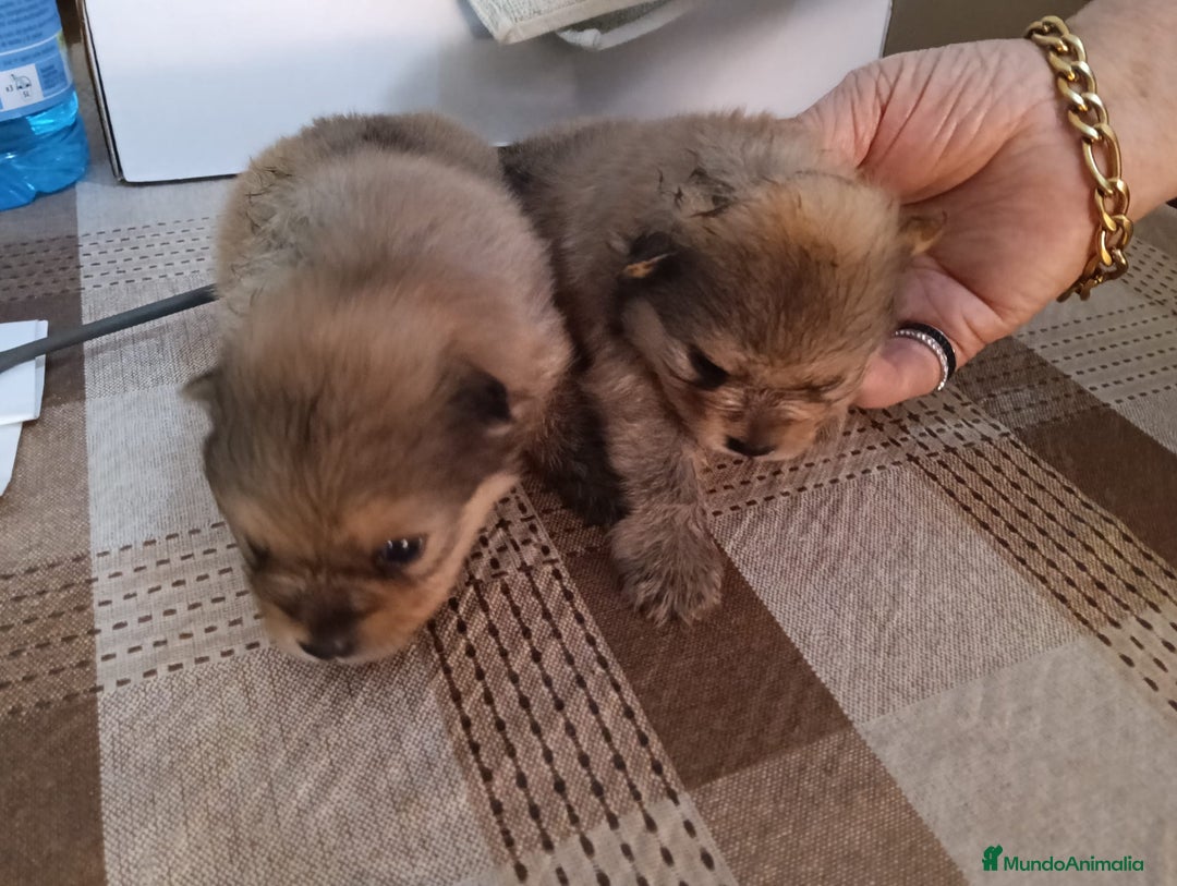 Pomerania perros en venta: Pomerania - Imagen 1
