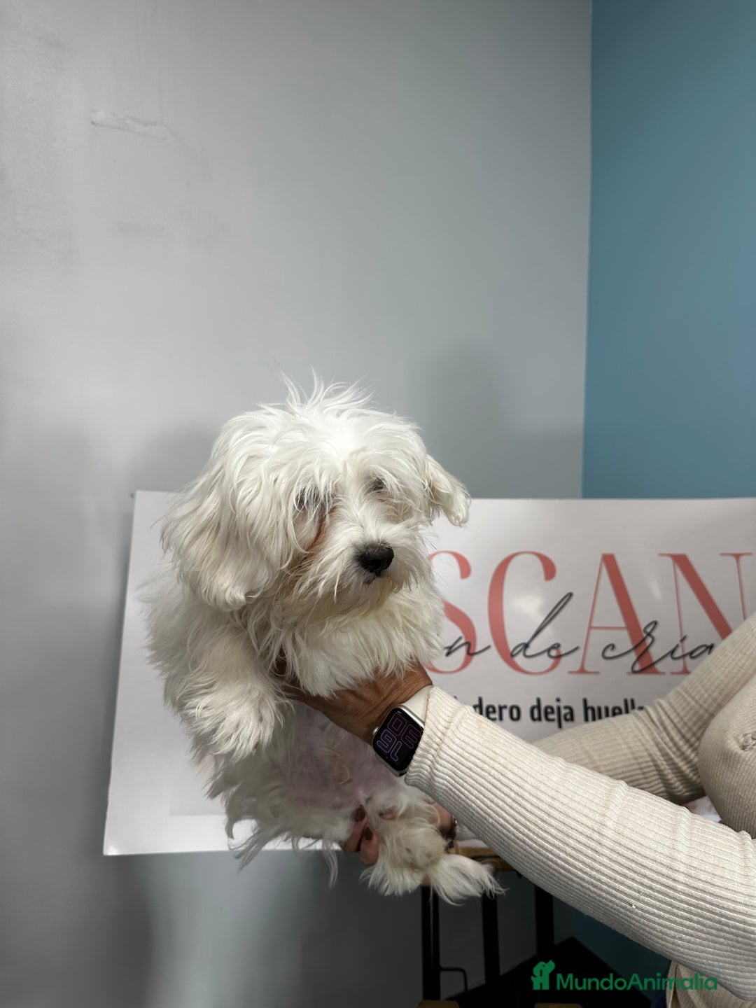 Bichón Maltés perros en venta: Último machito Bichón Maltés disponible  - Anuncio 1