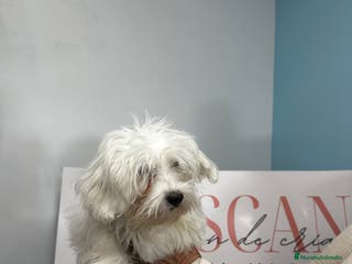 Bichón Maltés perros Último machito Bichón Maltés disponible - Anuncio 1