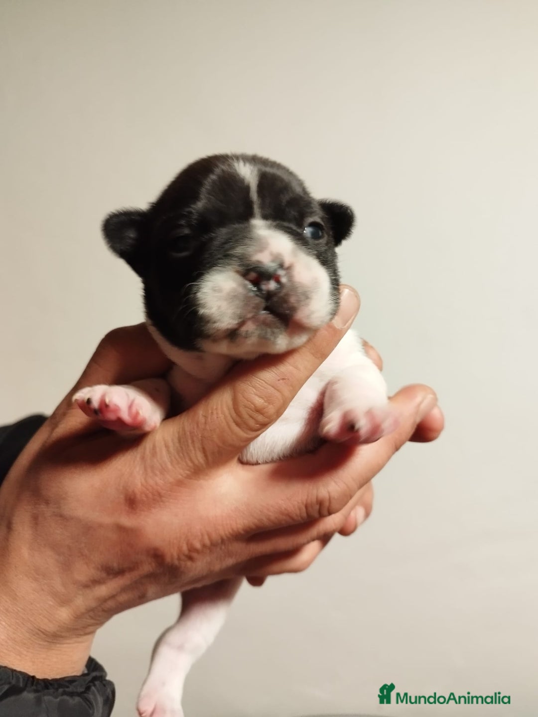 Bulldog Francés perros en venta: Bulldog Francés vaquitas  - Anuncio 2