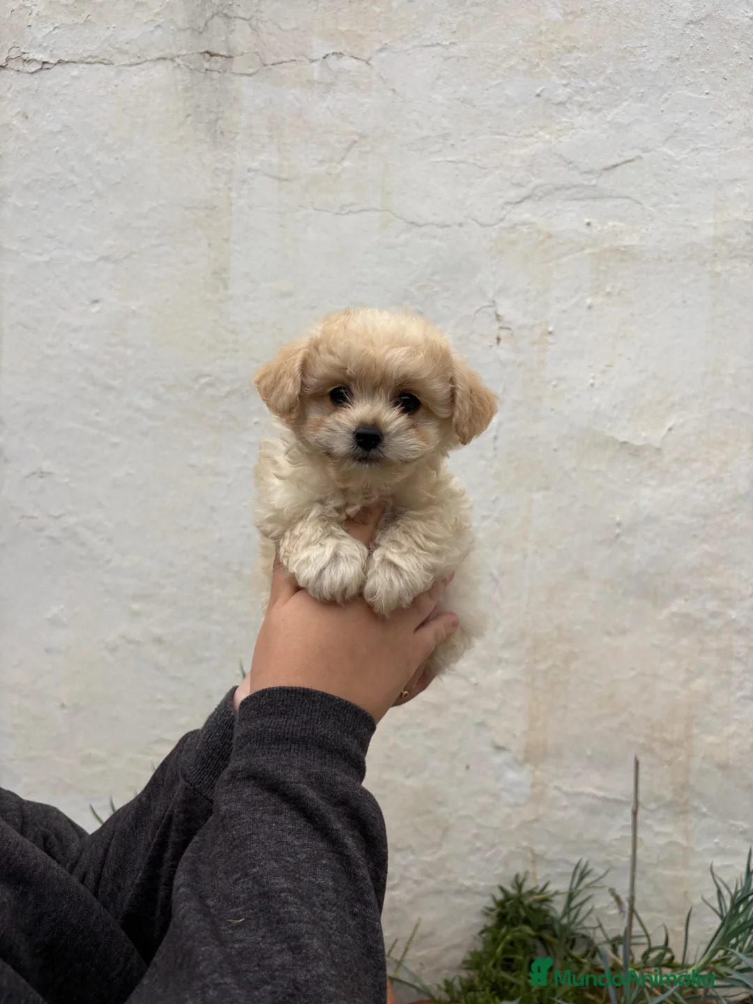 Maltipoo perros en venta: Maltipoo Toys  - Anuncio 1