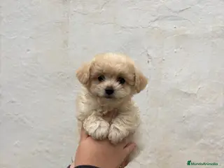 Maltipoo perros Maltipoo Toys - Anuncio 2