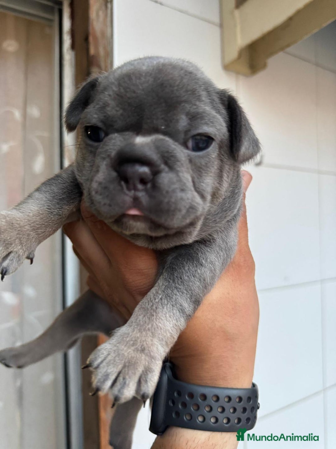 Bulldog Francés perros en venta: Bulldog francés  - Imagen 3