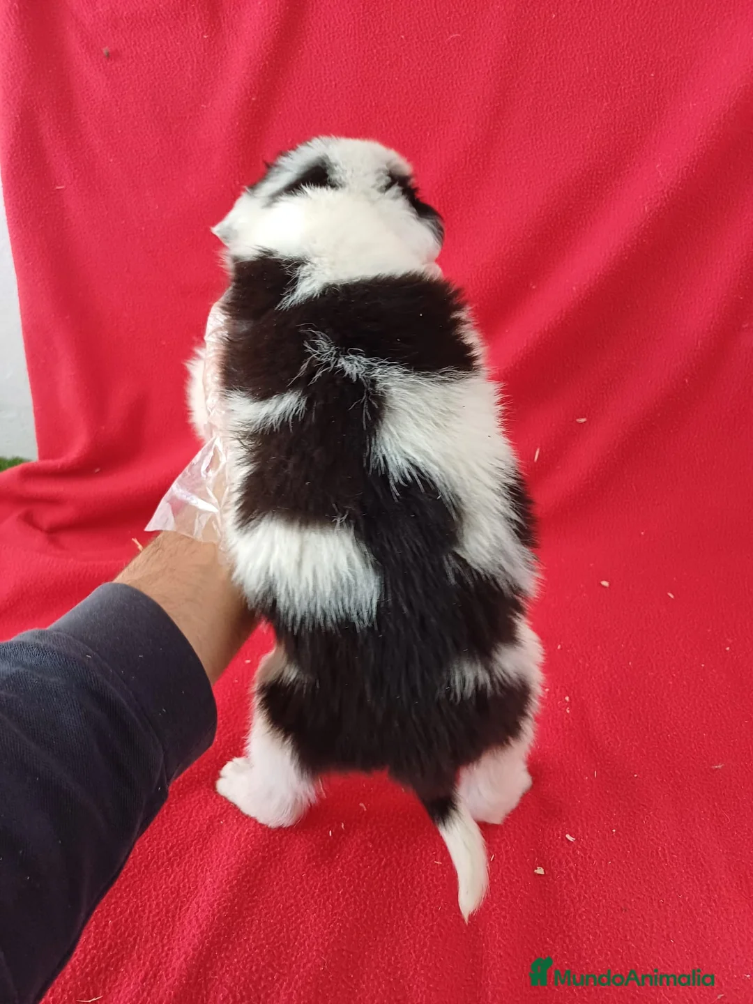 Border Collie perros en venta: Border Collie Blanco y Negro  - Anuncio 3
