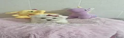 Bichón Maltés perros en venta: Bichón Maltés  - Anuncio 3