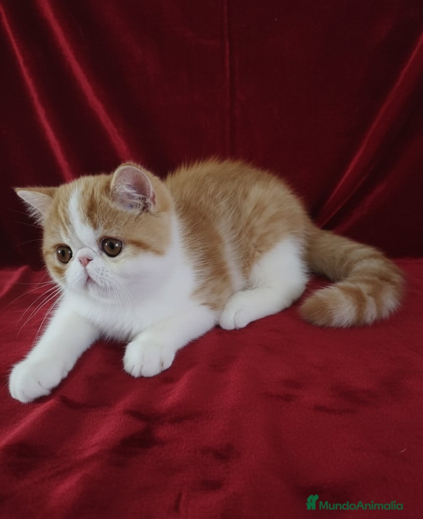 Exótico de Pelo Corto gatos 🐯 EXOTIC SHORTHAIR RED TABBY & WHITE - Anuncio 4