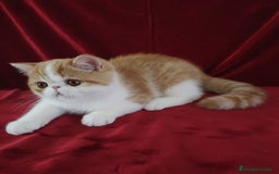 Exótico de Pelo Corto gatos en venta: 🐯 EXOTIC SHORTHAIR RED TABBY & WHITE - Anuncio 6