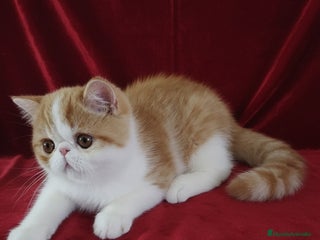 Exótico de Pelo Corto gatos 🐯 EXOTIC SHORTHAIR RED TABBY & WHITE - Anuncio 1