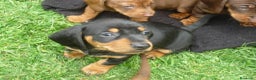 Teckel perros en venta: LA MEJOR SELECCIÓN DE DACHSHUND DE ESPAÑA !!!! en Badajoz - Anuncio 3