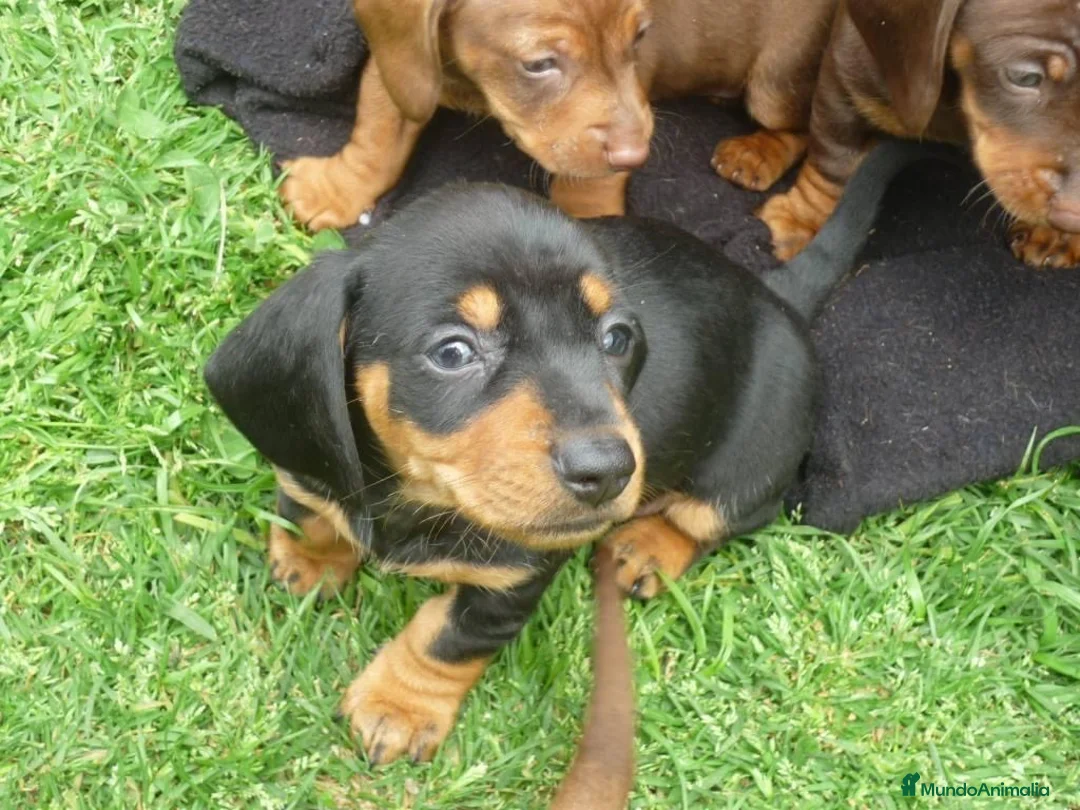 Teckel perros en venta: LA MEJOR SELECCIÓN DE DACHSHUND DE ESPAÑA !!!! en Badajoz - Anuncio 3