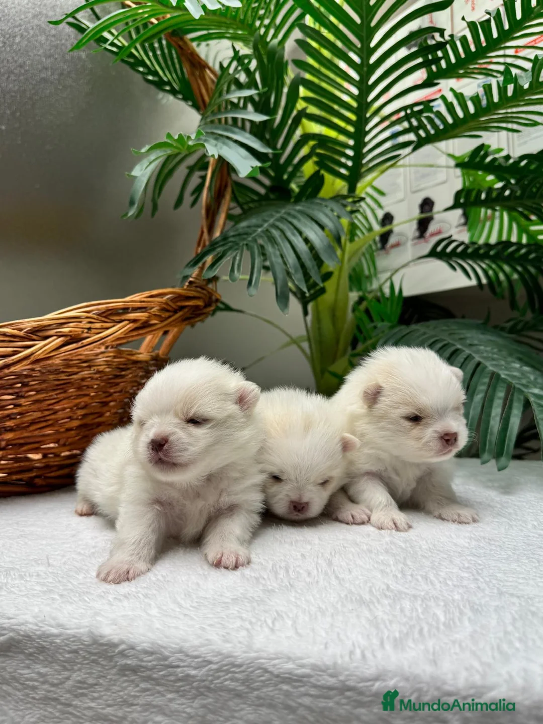 Pomerania perros en venta: POMERANIA  - Anuncio 2