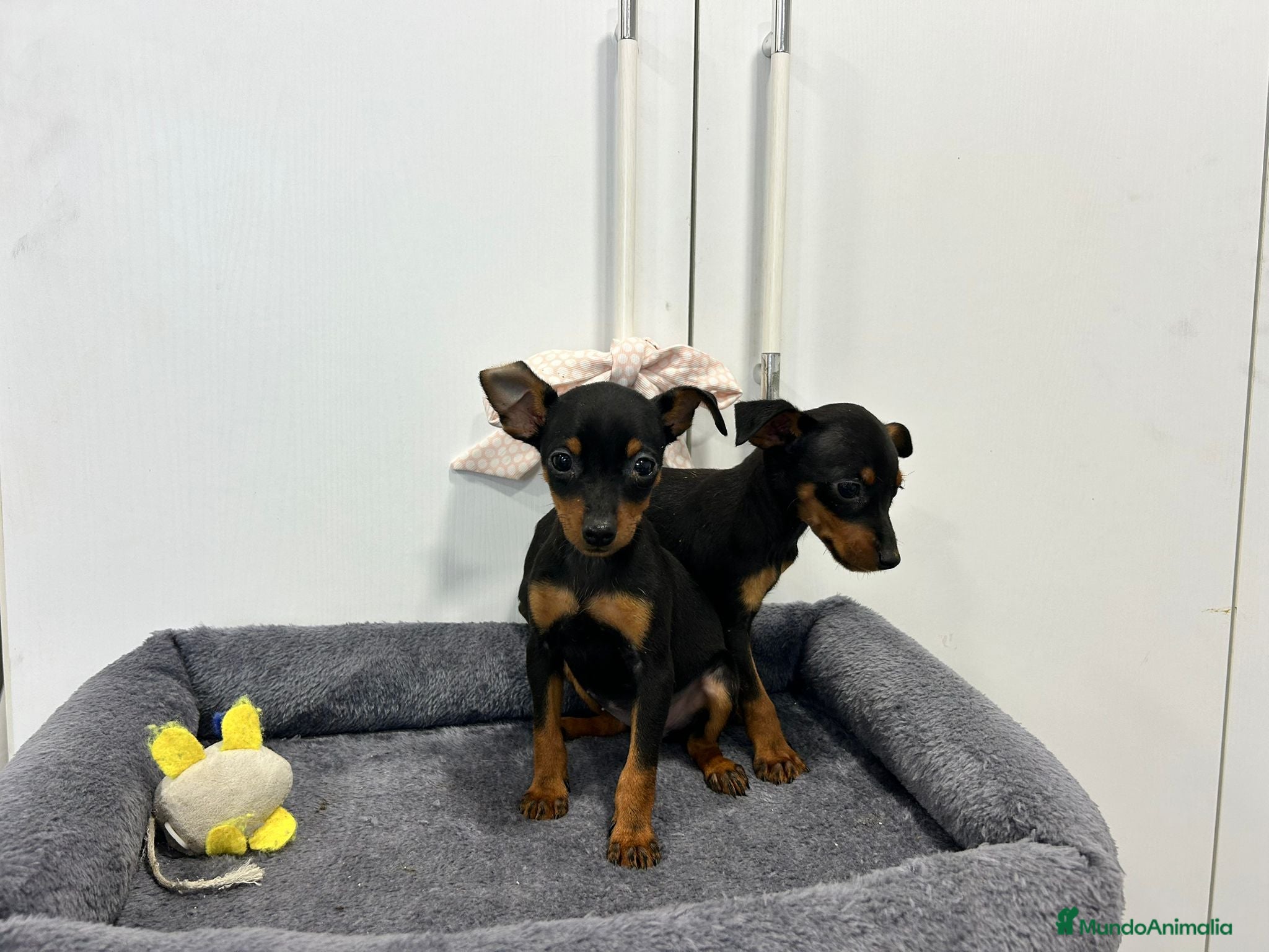 Pinscher Miniatura perros Mini pinscher macho - Anuncio 1