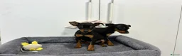 Pinscher Miniatura perros en venta: Mini pinscher macho - Anuncio 1