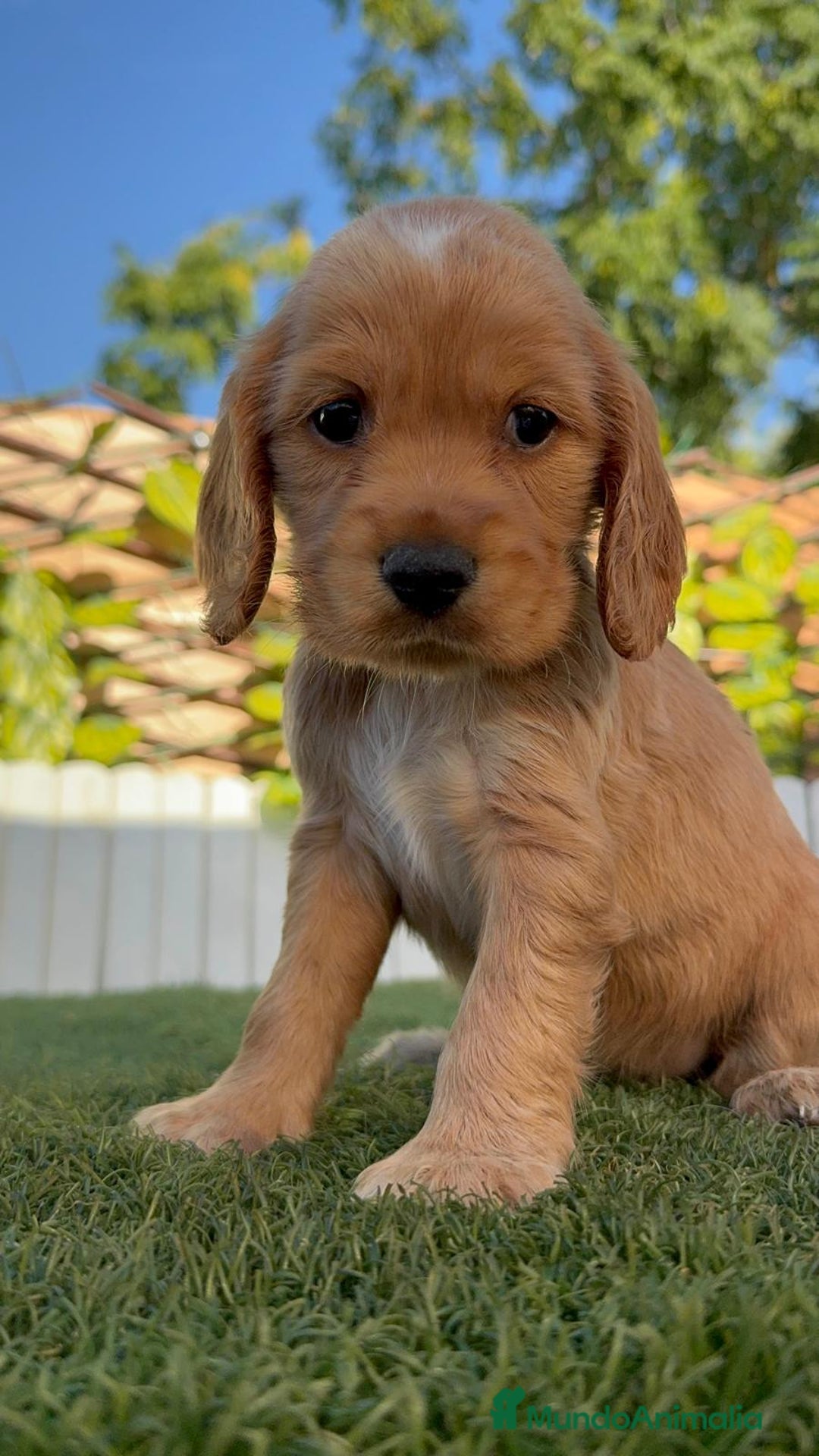 Cocker Spaniel Inglés perros en venta: COCKER SPANIEL INGLES HEMBRA - Imagen 14