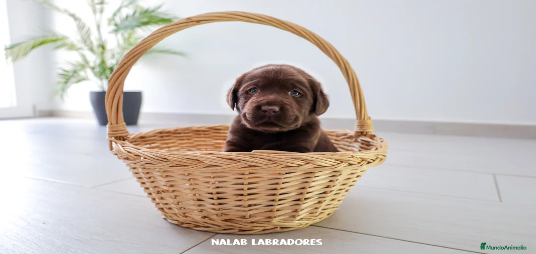 Imagen de galería {{count}}