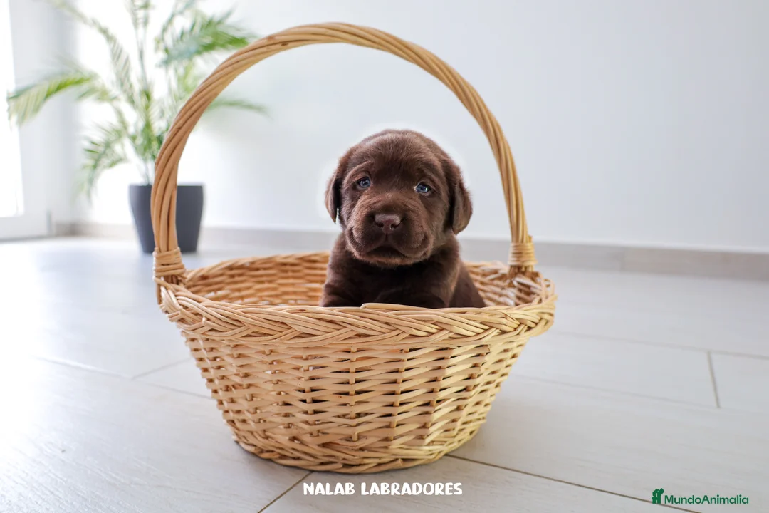 Imagen de galería {{count}}