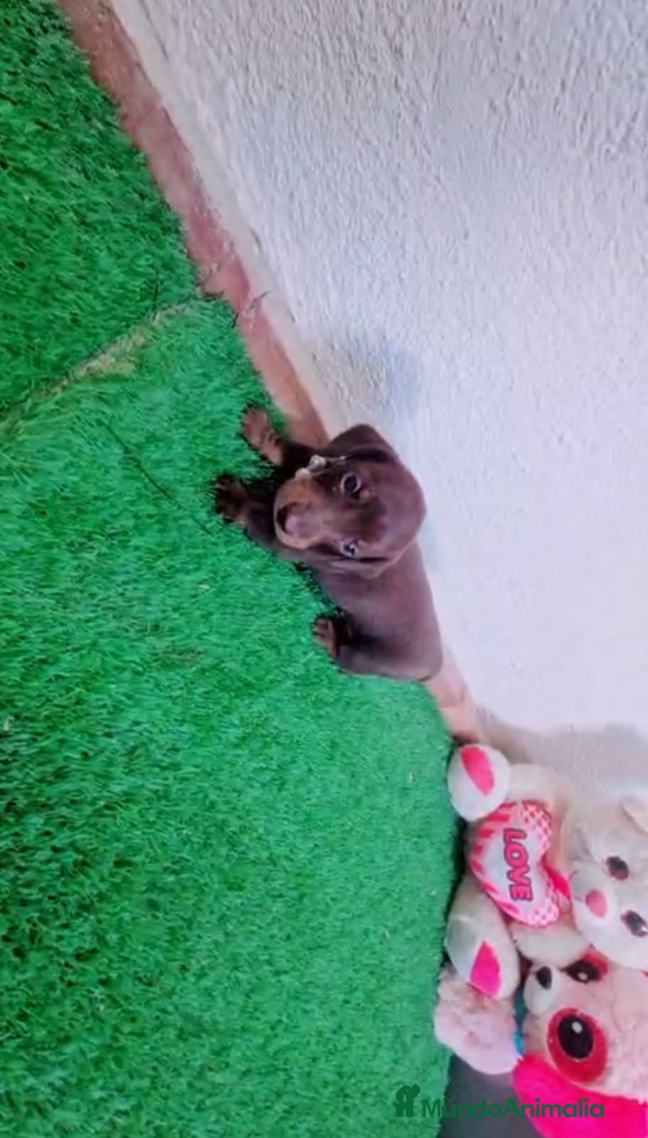 Teckel Miniatura perros Teckels minis espectaculares! - Anuncio 1