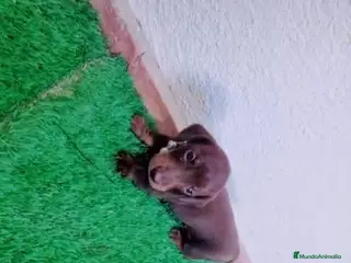 Teckel Miniatura perros Teckels minis espectaculares! - Anuncio 12