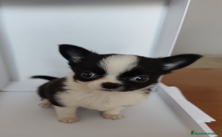 Chihuahua perros - Anuncio 1